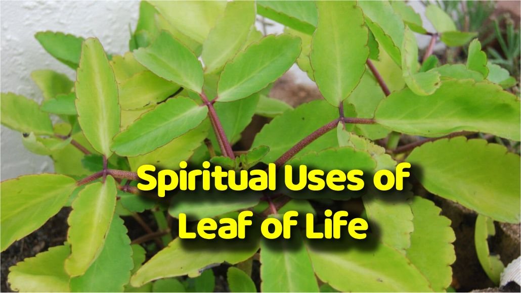 Spiritual Uses of Leaf of Life [10+ Benefits]