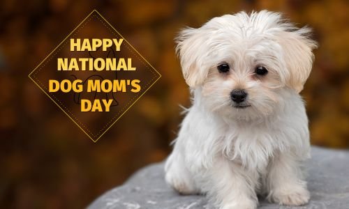 National Dog Mom’s Day 2025: Date, History, Activities, Facts, And Quotes