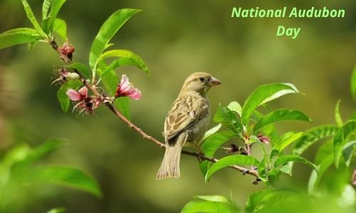 National Audubon Day: Date, History, Celebration, Activities, Wishes & Messages