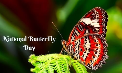 National Butterfly Day 2024: History, Celebration, Activities, Wishes & Messages