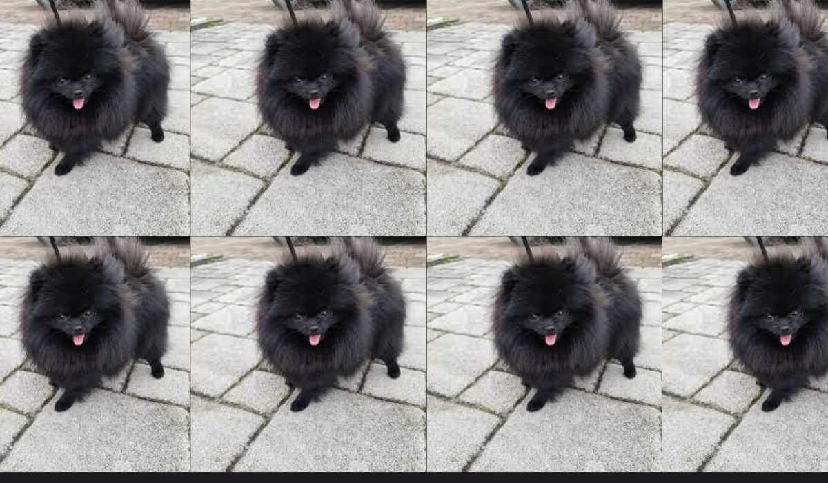 Black Pomeranian Dog Price In India